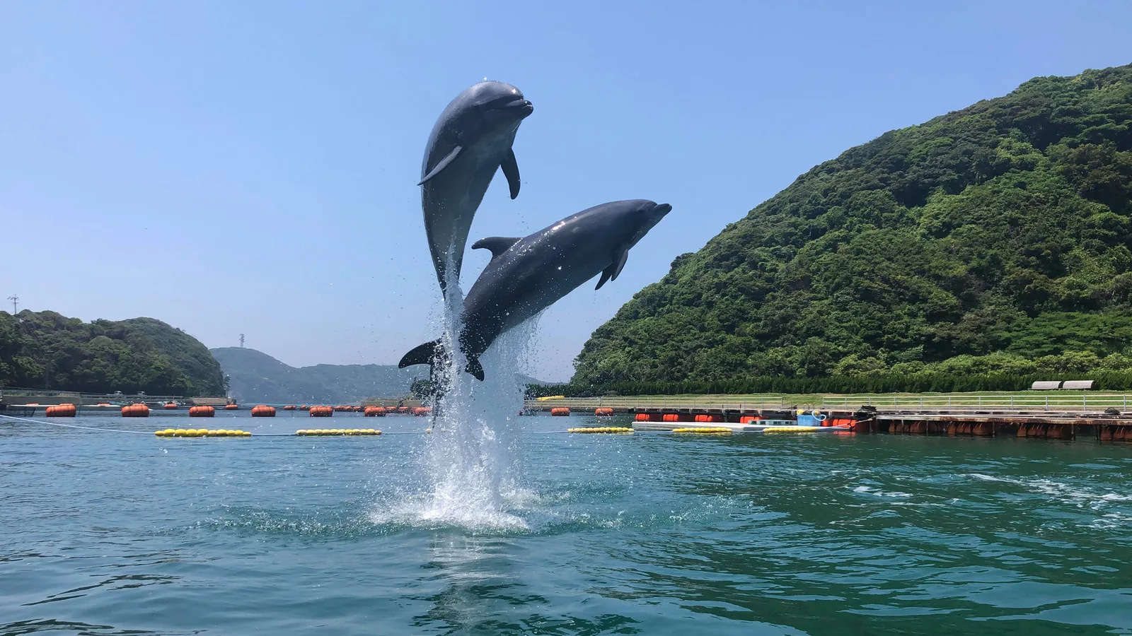 入り江で2頭そろってジャンプするイルカ