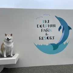 壱岐イルカパーク＆リゾートのロゴの壁の前で、ベンチにおすわりする柴犬の岳くん