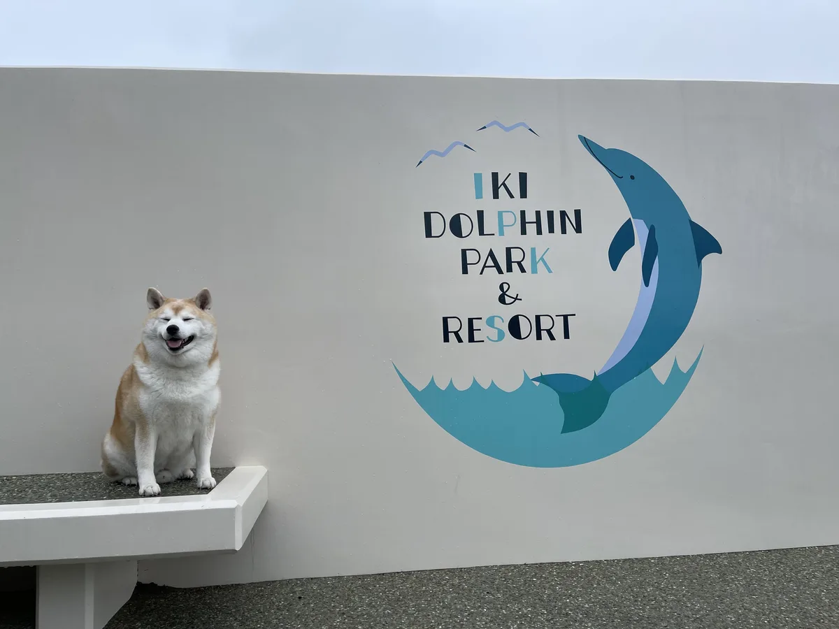 壱岐イルカパーク＆リゾートのロゴの壁の前で、ベンチにおすわりする柴犬の岳くん