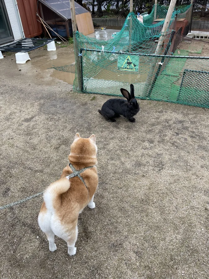 柴犬の岳くんと、パークのウサギのゆきみが向き合っている様子