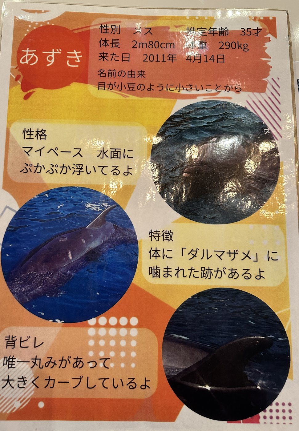 あずきの個体紹介ボード（パーク内の掲示）