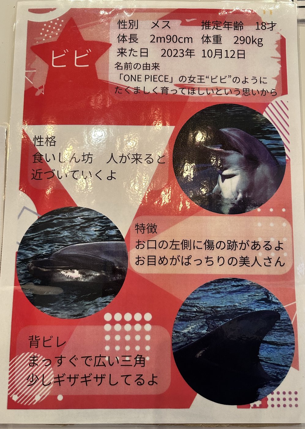 ビビの個体紹介ボード（パーク内の掲示）