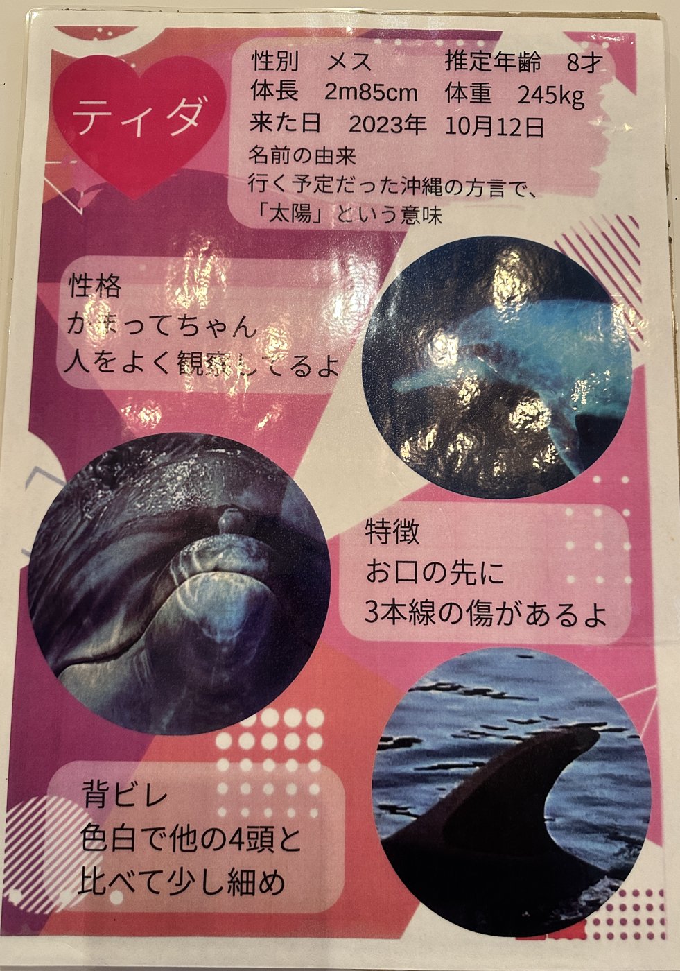 ティダの個体紹介ボード（パーク内の掲示）