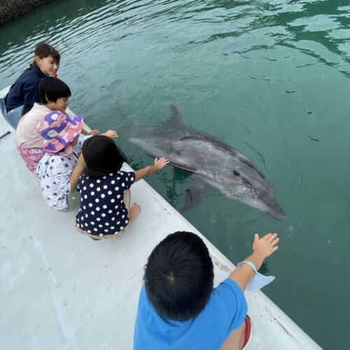 海上デッキで子どもたちがイルカに手を伸ばすふれあい体験の様子