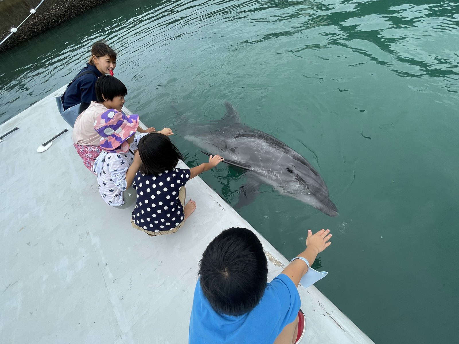 海上デッキで子どもたちがイルカに手を伸ばすふれあい体験の様子