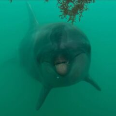 水中からこんにちはっ！パルくんです🐬