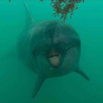 水中からこんにちはっ！パルくんです🐬