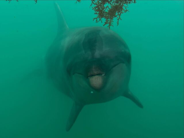 水中からこんにちはっ！パルくんです🐬