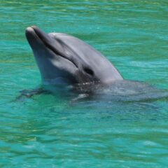 今日も気持ちよさそうに泳ぐイルカさん🐬透き通る海の中で、ふっと顔を出して「こんにちは！」って言っているみたいですね(๑･̑◡･̑๑)見ているだけで心が和みます🌿