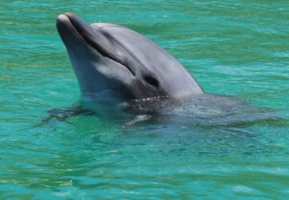 今日も気持ちよさそうに泳ぐイルカさん🐬透き通る海の中で、ふっと顔を出して「こんにちは！」って言っているみたいですね(๑･̑◡･̑๑)見ているだけで心が和みます🌿