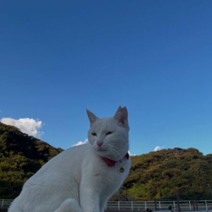 皆さんこんにちは！今回はイルカパークの猫ちゃん達を改めてご紹介します。写真1枚目の赤い首輪をつけているのが親猫のシロちゃんです。そしてその子供達、ポム＆ポコどちらも男の子です！