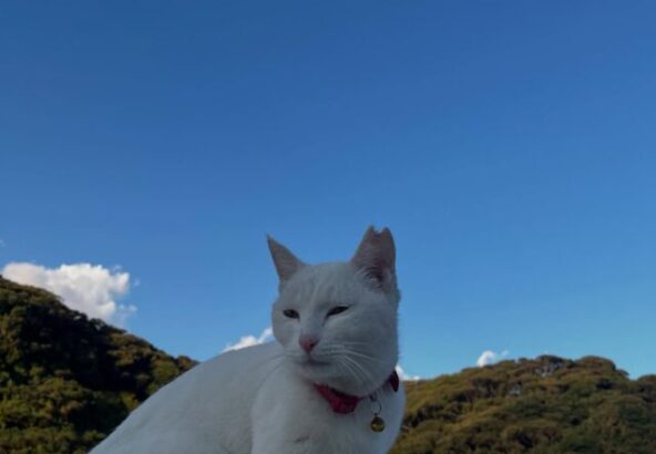 皆さんこんにちは！今回はイルカパークの猫ちゃん達を改めてご紹介します。写真1枚目の赤い首輪をつけているのが親猫のシロちゃんです。そしてその子供達、ポム＆ポコどちらも男の子です！