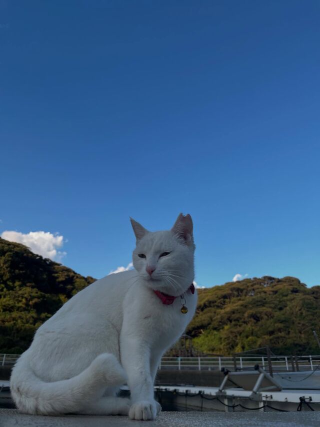 皆さんこんにちは！今回はイルカパークの猫ちゃん達を改めてご紹介します。写真1枚目の赤い首輪をつけているのが親猫のシロちゃんです。そしてその子供達、ポム＆ポコどちらも男の子です！