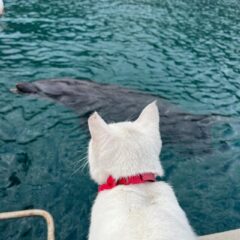 しろがじっと見つめる先には…なんと、パル君の姿が‼︎とっても可愛い瞬間が撮れたので、みなさんにもお裾分けします💕