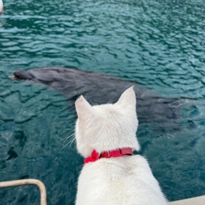 しろがじっと見つめる先には…なんと、パル君の姿が‼︎とっても可愛い瞬間が撮れたので、みなさんにもお裾分けします💕