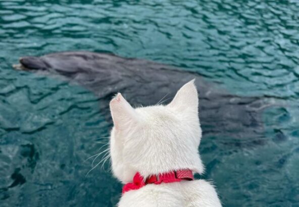 しろがじっと見つめる先には…なんと、パル君の姿が‼︎とっても可愛い瞬間が撮れたので、みなさんにもお裾分けします💕