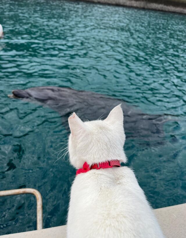 しろがじっと見つめる先には…なんと、パル君の姿が‼︎とっても可愛い瞬間が撮れたので、みなさんにもお裾分けします💕