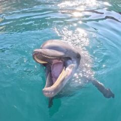 トレーニングが終わってもまだまだお魚が欲しいビビちゃんです🐬最後はあずきとティダも集まって来てくれました😊
