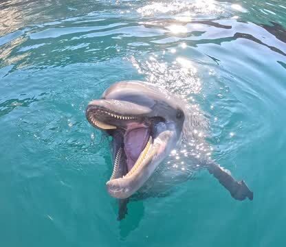 トレーニングが終わってもまだまだお魚が欲しいビビちゃんです🐬最後はあずきとティダも集まって来てくれました😊