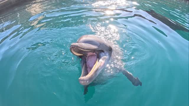 トレーニングが終わってもまだまだお魚が欲しいビビちゃんです🐬最後はあずきとティダも集まって来てくれました😊
