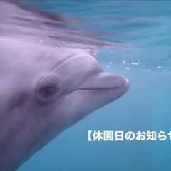 【休園日のお知らせ】2025年12月・2026年1月・2月は、毎週水曜日を休園日 とさせていただきます。