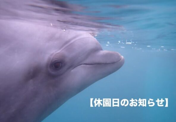 【休園日のお知らせ】2025年12月・2026年1月・2月は、毎週水曜日を休園日 とさせていただきます。
