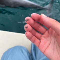 こちらの黒っぽい物、何だと思いますか？