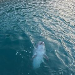 ビビちゃんのジャーーーンプ！！