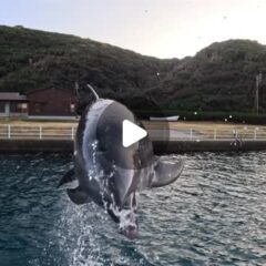 ビビちゃんのジャーーーンプ！！