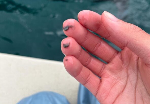 こちらの黒っぽい物、何だと思いますか？