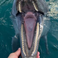 歯並びとっても綺麗でしょ？ビビちゃんの大きなお口です！🐬