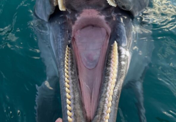 歯並びとっても綺麗でしょ？ビビちゃんの大きなお口です！🐬