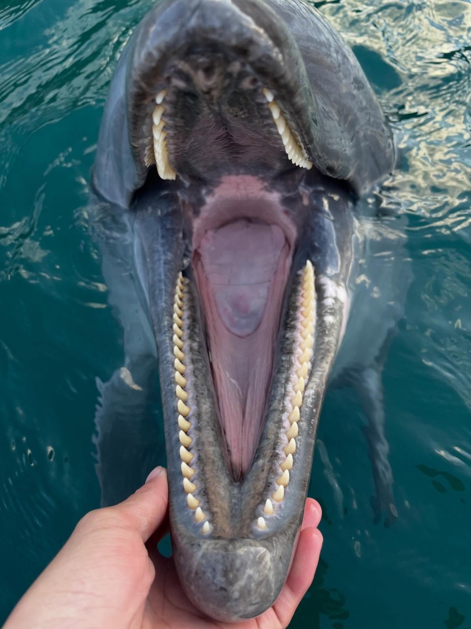 歯並びとっても綺麗でしょ？ビビちゃんの大きなお口です！🐬