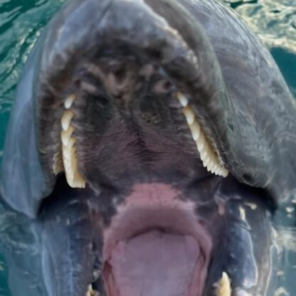 歯並びとっても綺麗でしょ？ビビちゃんの大きなお口です！🐬