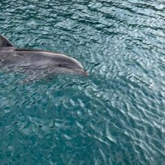 トレーニング終了後のパルくん🐬カラカラととっても可愛い声で鳴いていました🎶