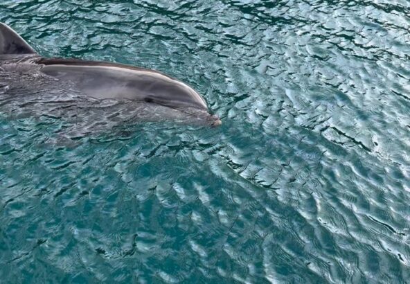 トレーニング終了後のパルくん🐬カラカラととっても可愛い声で鳴いていました🎶