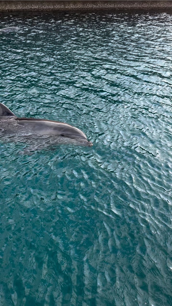 トレーニング終了後のパルくん🐬カラカラととっても可愛い声で鳴いていました🎶