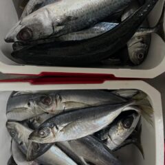 みなさんこんにちは！今回はイルカ達のごはんについてのお話です🐬現在イルカパークではアジとサバの2種類のお魚を与えており、朝はそのお魚を準備することから始まります。
