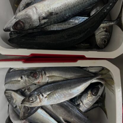 みなさんこんにちは！今回はイルカ達のごはんについてのお話です🐬現在イルカパークではアジとサバの2種類のお魚を与えており、朝はそのお魚を準備することから始まります。