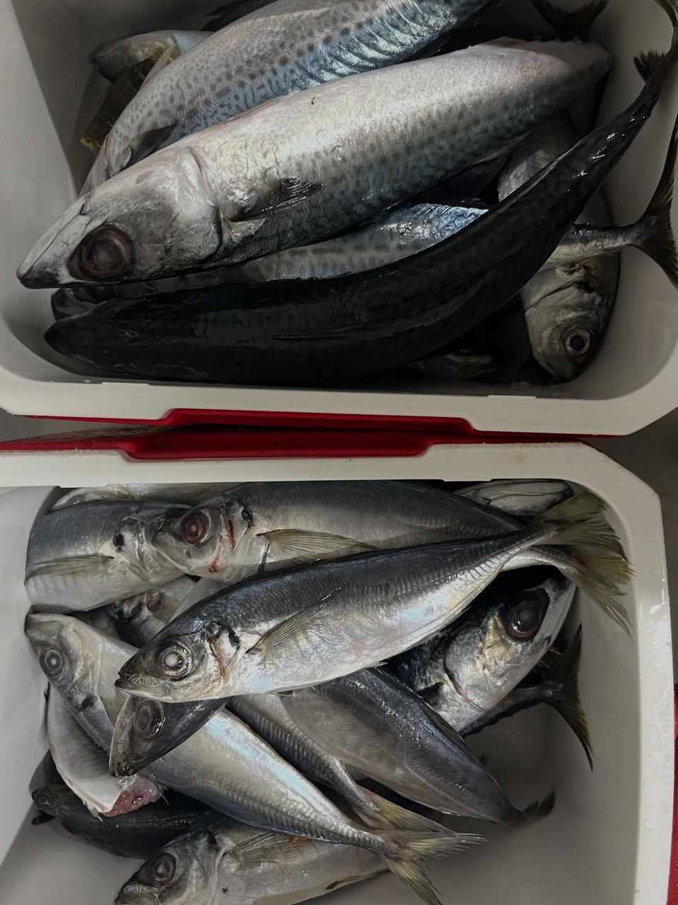 みなさんこんにちは！今回はイルカ達のごはんについてのお話です🐬現在イルカパークではアジとサバの2種類のお魚を与えており、朝はそのお魚を準備することから始まります。