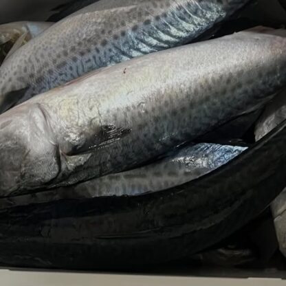 みなさんこんにちは！今回はイルカ達のごはんについてのお話です🐬現在イルカパークではアジとサバの2種類のお魚を与えており、朝はそのお魚を準備することから始まります。