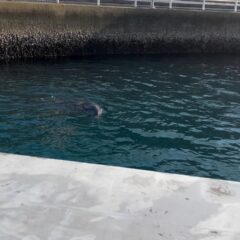 トレーニングが始まる前のイルカ達はみんなソワソワ🐬ティダちゃんはとっても可愛い声で鳴いていました！まだまだ寒い時期ですがイルカ達も元気にお待ちしております！