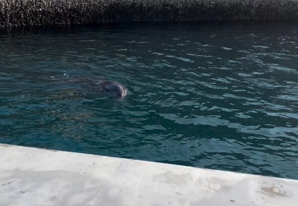 トレーニングが始まる前のイルカ達はみんなソワソワ🐬ティダちゃんはとっても可愛い声で鳴いていました！まだまだ寒い時期ですがイルカ達も元気にお待ちしております！
