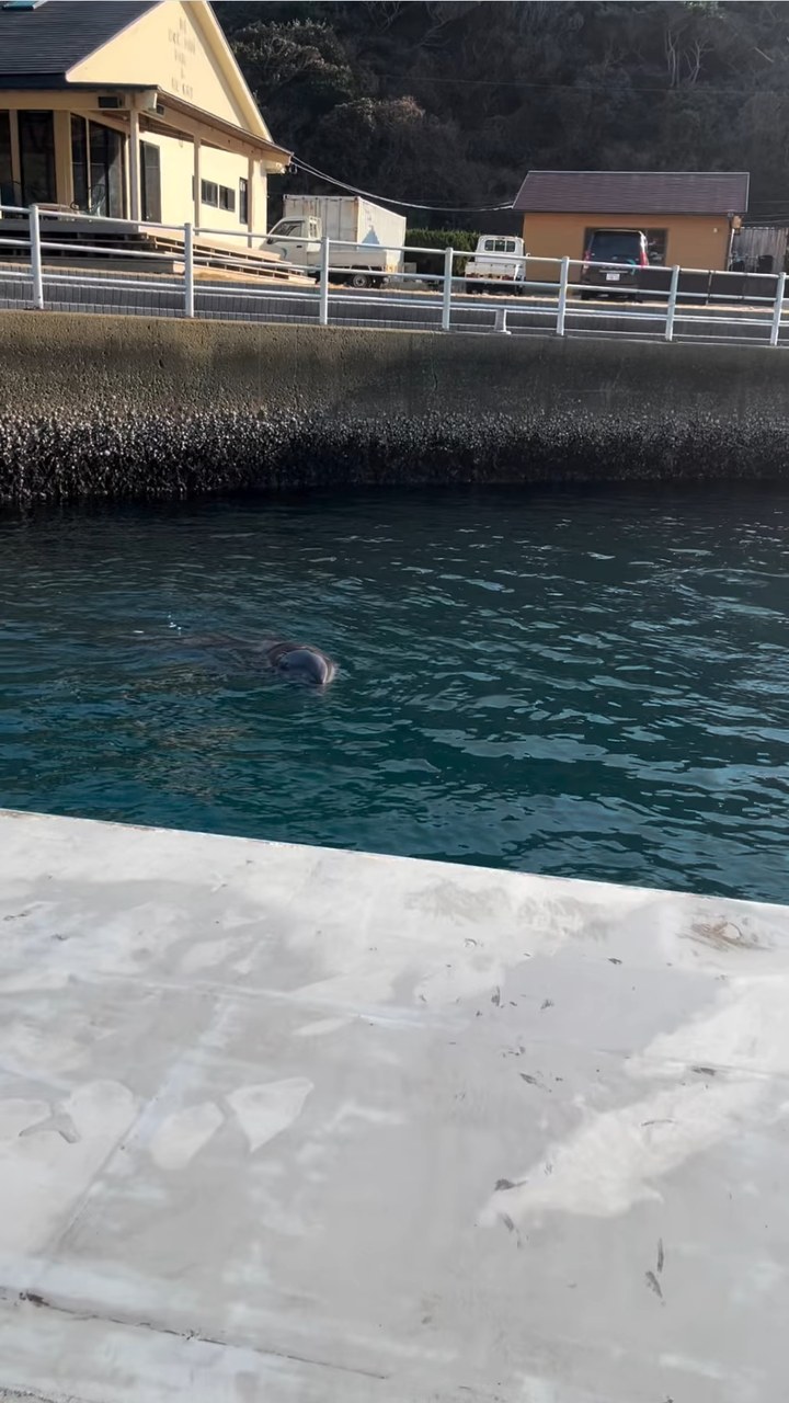 トレーニングが始まる前のイルカ達はみんなソワソワ🐬ティダちゃんはとっても可愛い声で鳴いていました！まだまだ寒い時期ですがイルカ達も元気にお待ちしております！