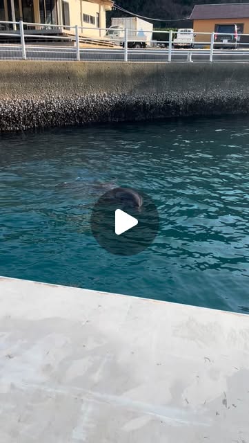 トレーニングが始まる前のイルカ達はみんなソワソワ🐬ティダちゃんはとっても可愛い声で鳴いていました！まだまだ寒い時期ですがイルカ達も元気にお待ちしております！