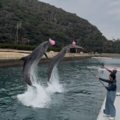 今日は曇りで少しどんよりしてましたが、初挑戦の2頭同時にボールタッチを行ってみました‼️迫力もあり、イルカ達の息もピッタリ！！