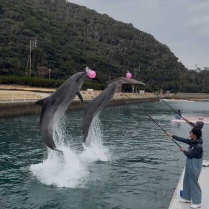 今日は曇りで少しどんよりしてましたが、初挑戦の2頭同時にボールタッチを行ってみました‼️迫力もあり、イルカ達の息もピッタリ！！