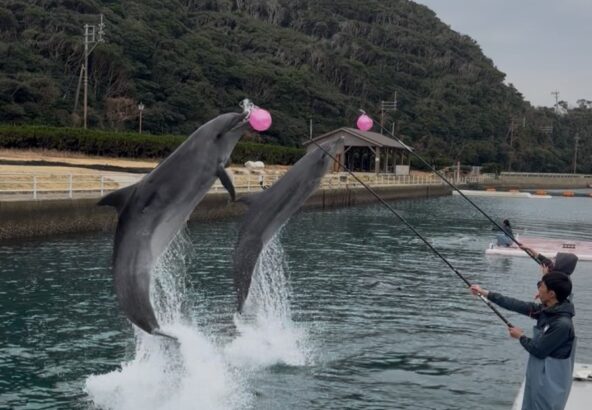 今日は曇りで少しどんよりしてましたが、初挑戦の2頭同時にボールタッチを行ってみました‼️迫力もあり、イルカ達の息もピッタリ！！