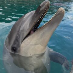 皆さんこんにちは🍃かなり風が強い1日でしたがイルカ達はみんな元気に過ごしています！🐬