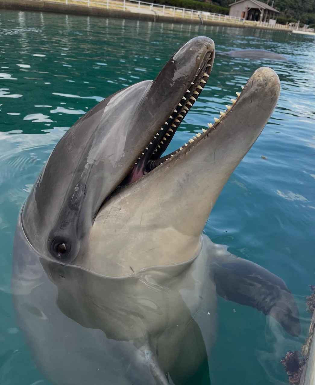皆さんこんにちは🍃かなり風が強い1日でしたがイルカ達はみんな元気に過ごしています！🐬